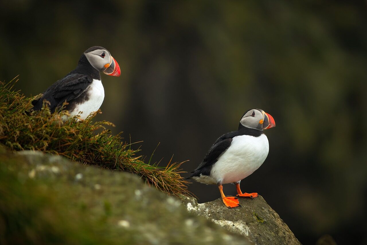 puffins-8404284_1280