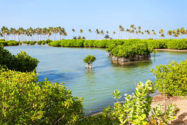 mangrove sri lanka