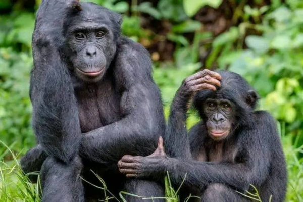 chimpanzé congo
