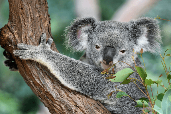 Australie BEA