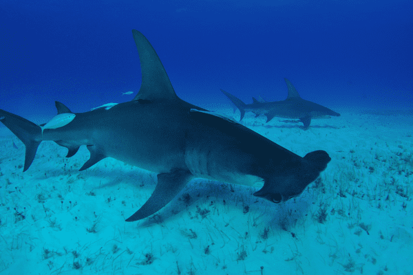 Bahamas BEA