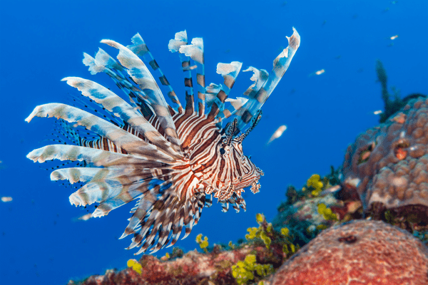 Bahamas Biodiv