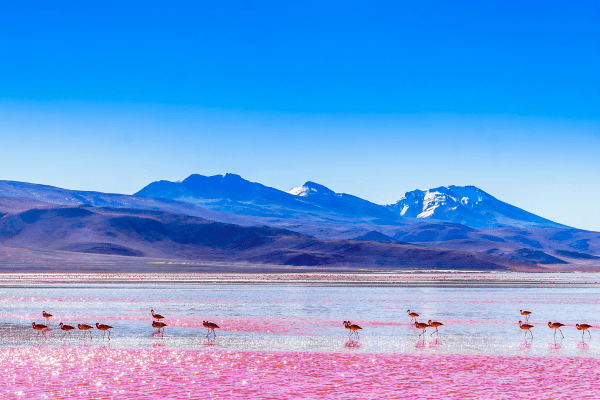 Bolivie Biodiv