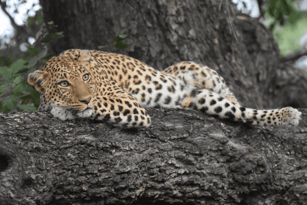 Botswana BEA
