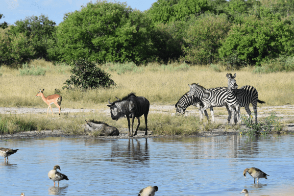 Botswana Biodiv