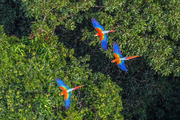 Brésil Biodiv