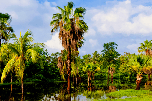 Cuba Biodiv