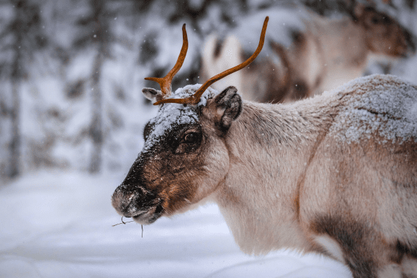 Finlande BEA