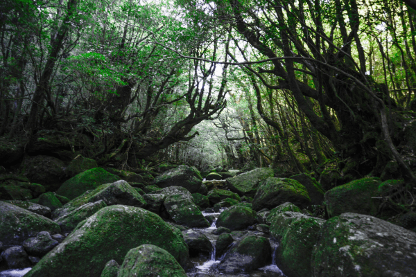 Japon Biodiv
