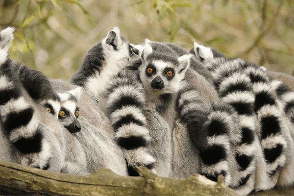 Madagascar BEA