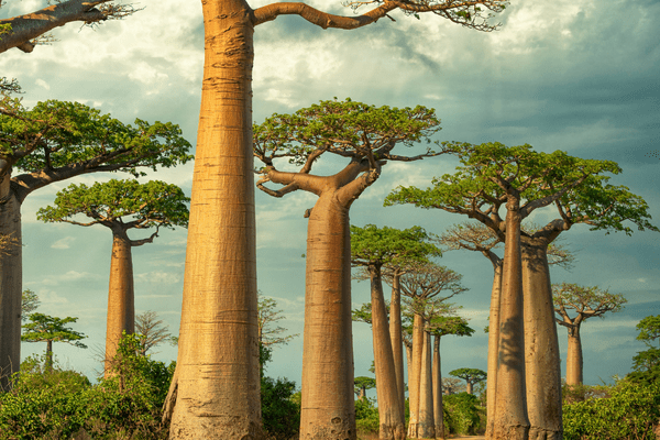 Madagascar Biodiv