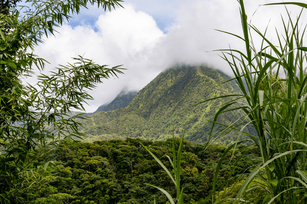 Martinique Biodiv