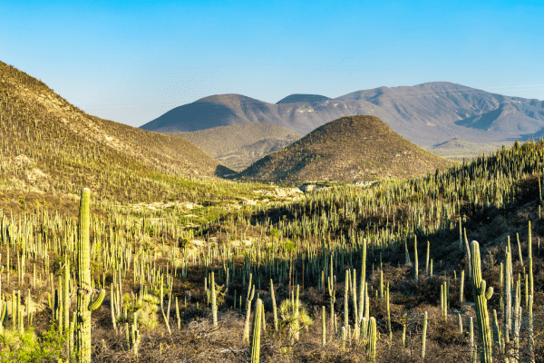 Mexique Biodiv