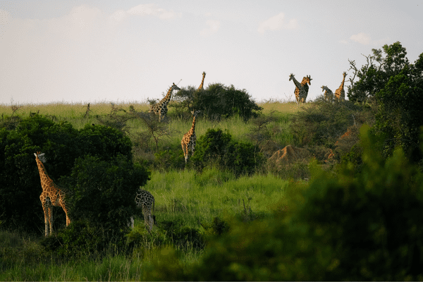 Ouganda Biodiv
