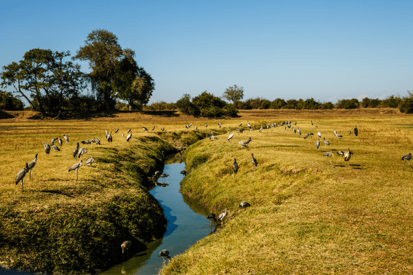 Zambie Biodiv