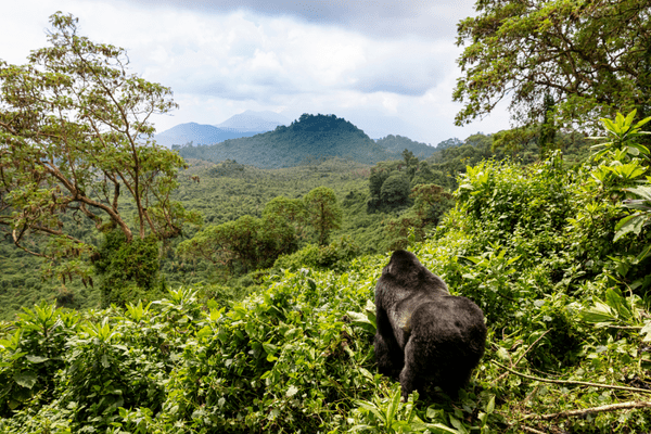 rwanda BEA