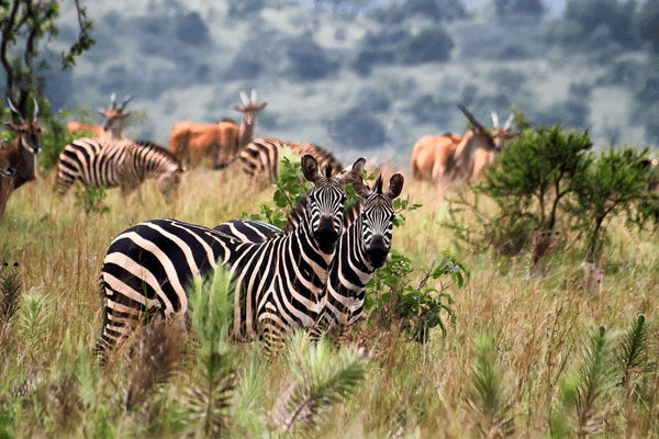 rwanda Biodiv