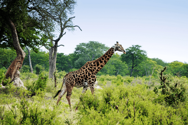 zimbabwe biodiv