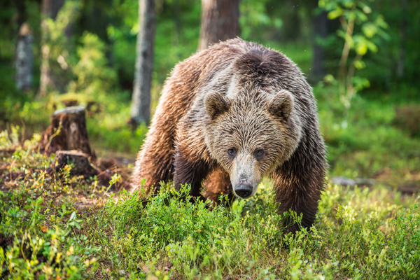 Croatie BEA