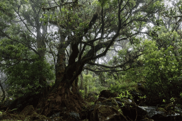 Portugal Biodiv